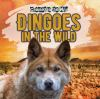 Dingoes_in_the_wild